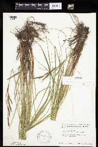 Carex emoryi image