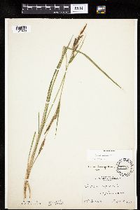 Carex emoryi image