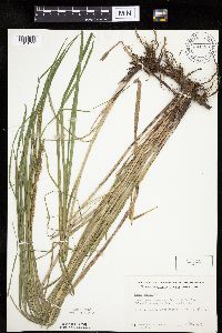 Carex emoryi image