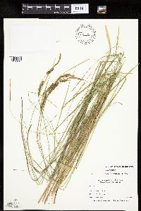Carex emoryi image