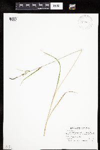 Carex emoryi image