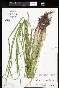 Carex emoryi image