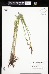 Carex emoryi image