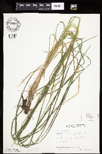 Carex emoryi image