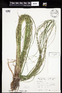 Carex emoryi image