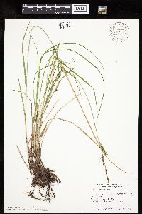 Carex emoryi image
