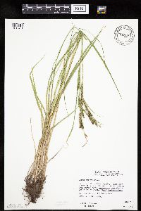 Carex emoryi image