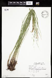 Carex emoryi image