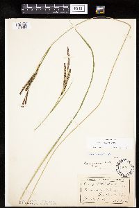 Carex emoryi image