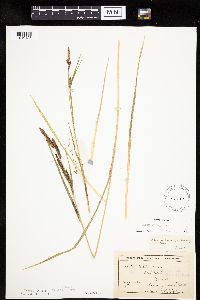 Carex emoryi image