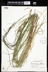 Carex emoryi image