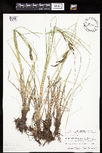 Carex emoryi image