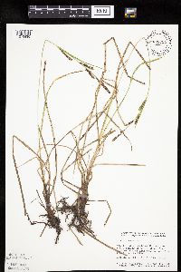 Carex emoryi image