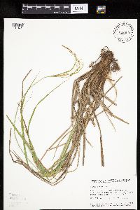 Carex emoryi image