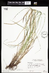 Carex emoryi image