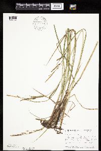 Carex emoryi image