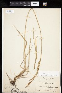 Carex emoryi image