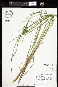 Carex emoryi image