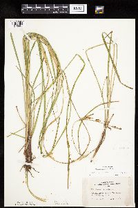 Carex emoryi image