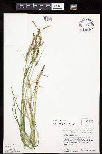 Carex emoryi image