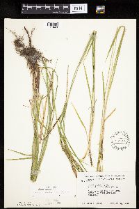 Carex emoryi image