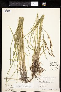 Carex emoryi image
