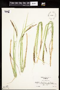 Carex emoryi image