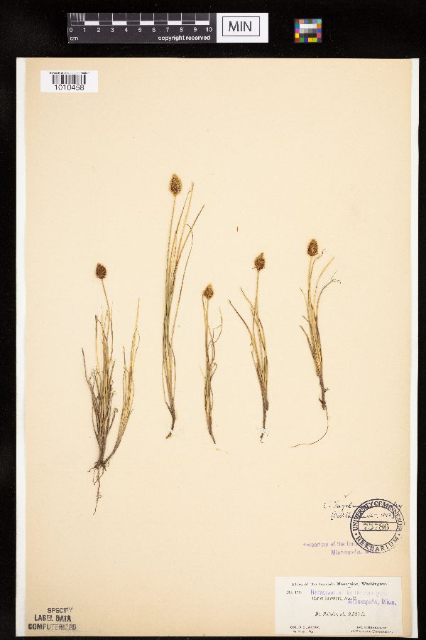 Carex engelmannii image