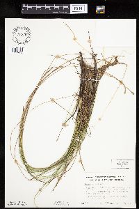 Image of Carex exilis