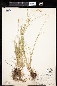 Image of Carex festucacea