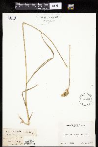 Carex feta image
