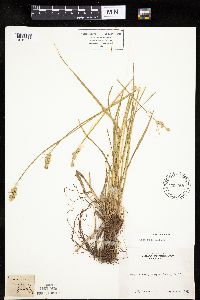 Carex feta image