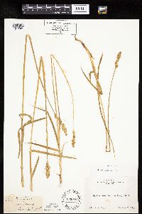 Carex feta image