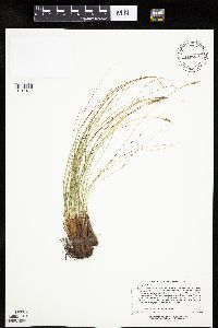 Carex filifolia image