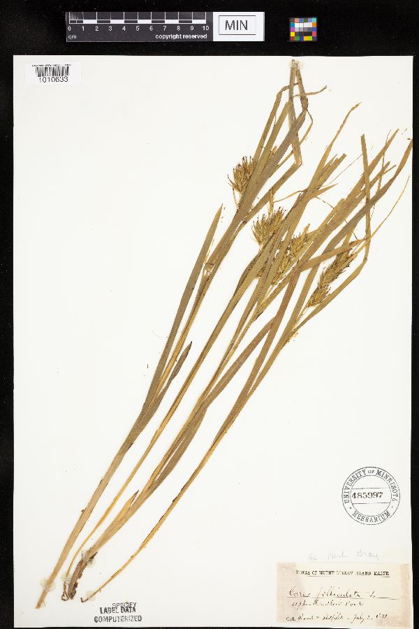 Carex folliculata image