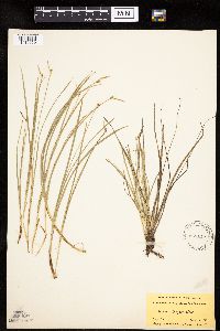 Carex geyeri image