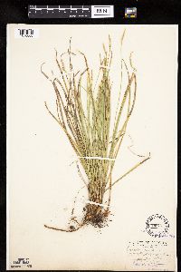 Carex geyeri image