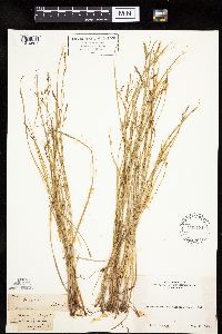 Carex geyeri image