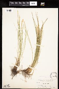 Carex geyeri image