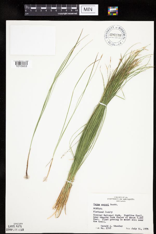 Carex geyeri image