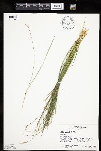 Carex geyeri image