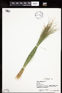Carex geyeri image