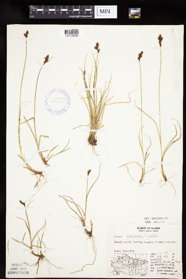 Carex glareosa image