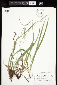 Carex granularis image