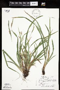 Carex granularis image