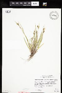 Carex granularis image