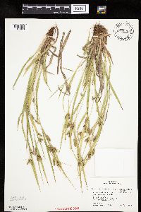 Carex granularis image
