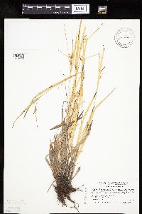 Carex granularis image