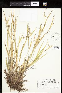 Carex granularis image