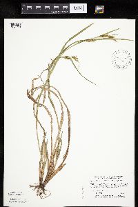 Carex granularis image